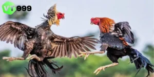 đá gà trực tiếp hôm nay