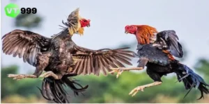 Đá gà trực tiếp net