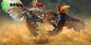Đá gà trực tiếp thomo c1