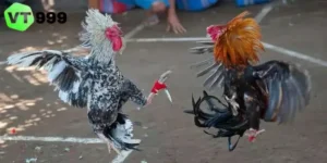 gà cựa dao hôm nay